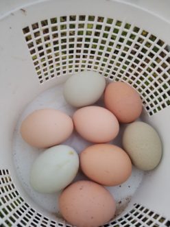 These backyard chicken eggs are perfect. Make sure to clean and sanitize the container between uses.
