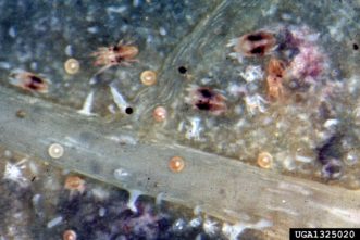 Twospotted spider mites on leaf.
