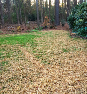 Wheat straw should be spread over the newly seeded areas at 1 bale of straw per 1000 square feet of lawn. The straw will slightly shade the seed and hold moisture to prevent the seed from drying out.