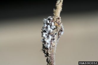 Woolly apple aphids on twig.