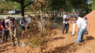 Instruction on planting trees correctly.
