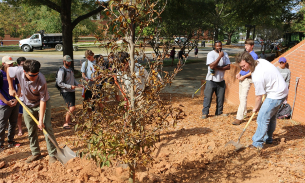 Proper Tree Planting