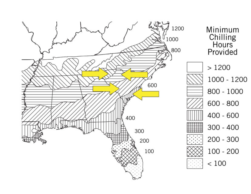 Southeastern U.S. Region map showing approximate minimum number of chilling hours by state/region. Note: four chilling hour zones for South Carolina with yellow arrows.