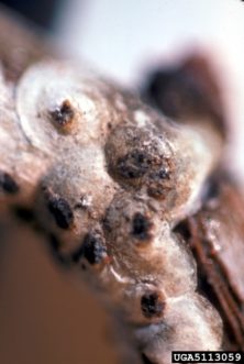 Adult rose scale (Aulacaspis rosae) on a rose cane. U.S. National Collection of Scale Insects Photographs Archive, USDA ARS, www.insectimages.org