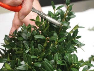 After completely covering the Styrofoam ball with boxwood cuttings, trim off any errant sprigs in order to make a uniform kissing ball.