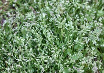Annual bluegrass (Poa annua) is a winter annual weed. Here it is producing white seed heads during late spring. Also mixed in the lawn is white clover. Joey Williamson, ©2015 HGIC, Clemson Extension