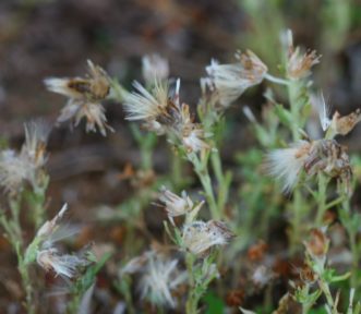 Annual trampweed (Fecelis retusa) is a winter annual weed that becomes established in lawns that are mowed very low and not irrigated or fertilized adequately. The fluffy seeds will blow in the wind. For more information, see HGIC 2319, Annual Trampweed. Joey Williamson, ©2015 HGIC, Clemson Extension
