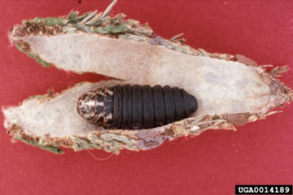 Bagworm pupae