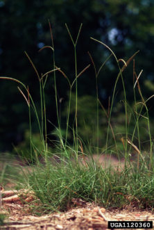 Bahiagrass habit with seed heads. Ted Bodner, Southern Weed Science Society, Bugwood.org
