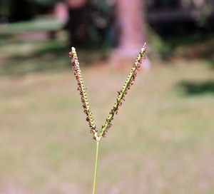 Bahiagrass has distinctive “Y-shaped” seed heads. Bert McCarty,©Clemson University