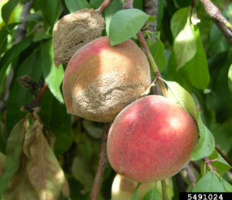 Brown rot of peach. Clemson University – USDA Cooperative Extension Slide Series