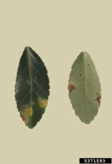 Cercospora leaf spot on Japanese euonymus (Euonymus japonicus). Division of Plant Industry Archive, Florida Department of Agriculture and Consumer Services, www.forestryimages.org