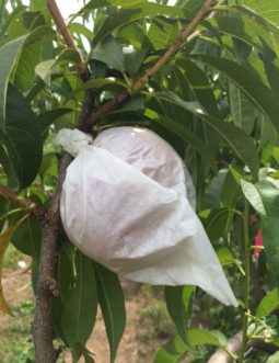 Clemson Fruit Bag developed for the home orchard and hobbyist fruit gardener. Guido Schnabel, ©2015, Clemson University.