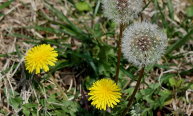 Managing Weeds in Fescue Lawns