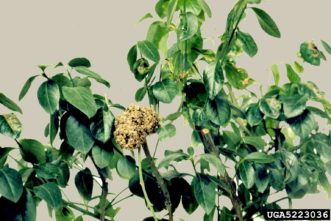 Corky textured crown gall on wintercreeper euonymus (Euonymus fortunei). Division of Plant Industry Archive, Florida Department of Agriculture and Consumer Services, www.forestryimages.org