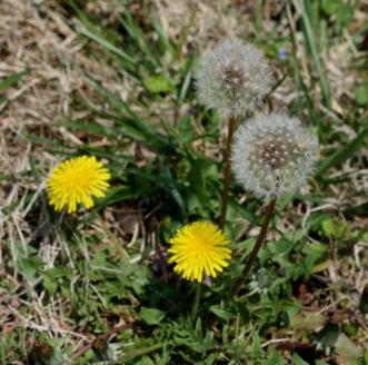 Dandelion (Taraxacum officinale) is a perennial lawn weed that spreads by wind-blown seeds. Joey Williamson, ©2015 HGIC, Clemson Extension