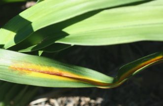 Daylily leaf streak is caused by the fungal pathogen Aureobasidium microstictum. Joey Williamson, ©2015 HGIC, Clemson Extension automatically generated