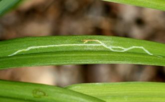Daylily leafminer (Ophiomyia kwansonis) damage is more aesthetic but not extremely significant to plant health. Joey Williamson, ©2015 HGIC, Clemson Extension