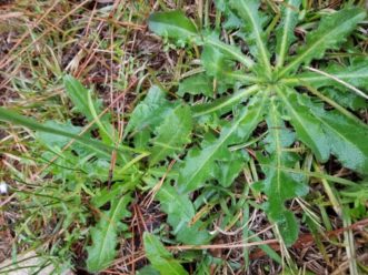 For the first-year common cats-ear (Hypochaeris radicata) will remain in a basal rosette.