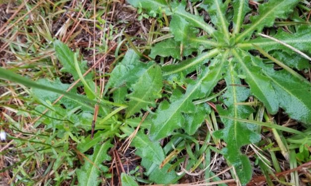 Weed of the Month – Common Cats-ear