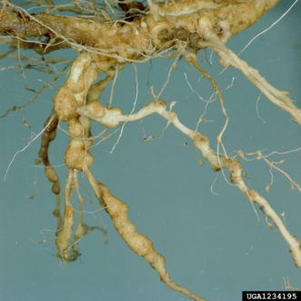 Galls on roots infested with root-knot nematodes (Meloidogyne spp.). Clemson University - USDA Cooperative Extension Slide Series, Bugwood.org