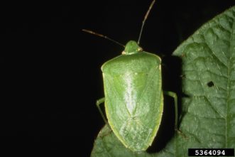 Green stinkbug (Chinavia halaris). Frank Peairs, Colorado State University, www.insectimages.org