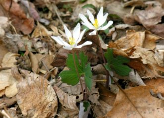 Hardwood leaves used in woodland landscape beds are attractive and work well with native wildflowers, such as bloodroot (Sanguinaria canadensis).