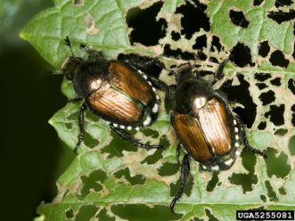Japanese beetles (Popillia japonica) with characteristic damage of leaf skeletonization. David Cappaert, Michigan State University, www.insectimages.org