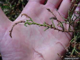 Juniper Scale (Carulaspis juniperi)
