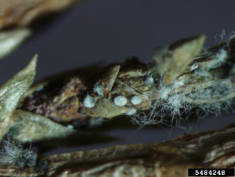 Kabatina blight (Kabatina juniperi).