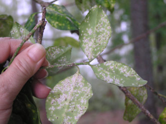 Numerous white male euonymus scales (Unaspis euonymi) may almost cover the undersides of leaves. The females are larger and darker. Karen Russ, ©2009 HGIC, Clemson Extension
