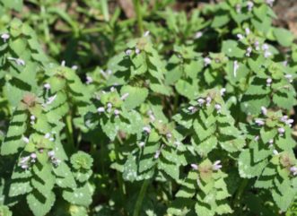Purple deadnettle (Lamium purpureum), like its close relative, henbit (Lamium amplexicaule), is a winter annual weed, and appears in dormant lawns in early spring. For more information, see: HGIC 2321 Henbit. Joey Williamson, ©2015 HGIC, Clemson Extension