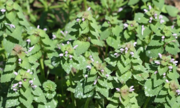 Managing Weeds in Warm Season Lawns