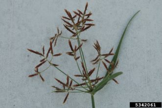 Purple nutsedge (Cyperus rotundus) has a purple seedhead. Photo by Joseph LaForest, University of Georgia, Bugwood.org
