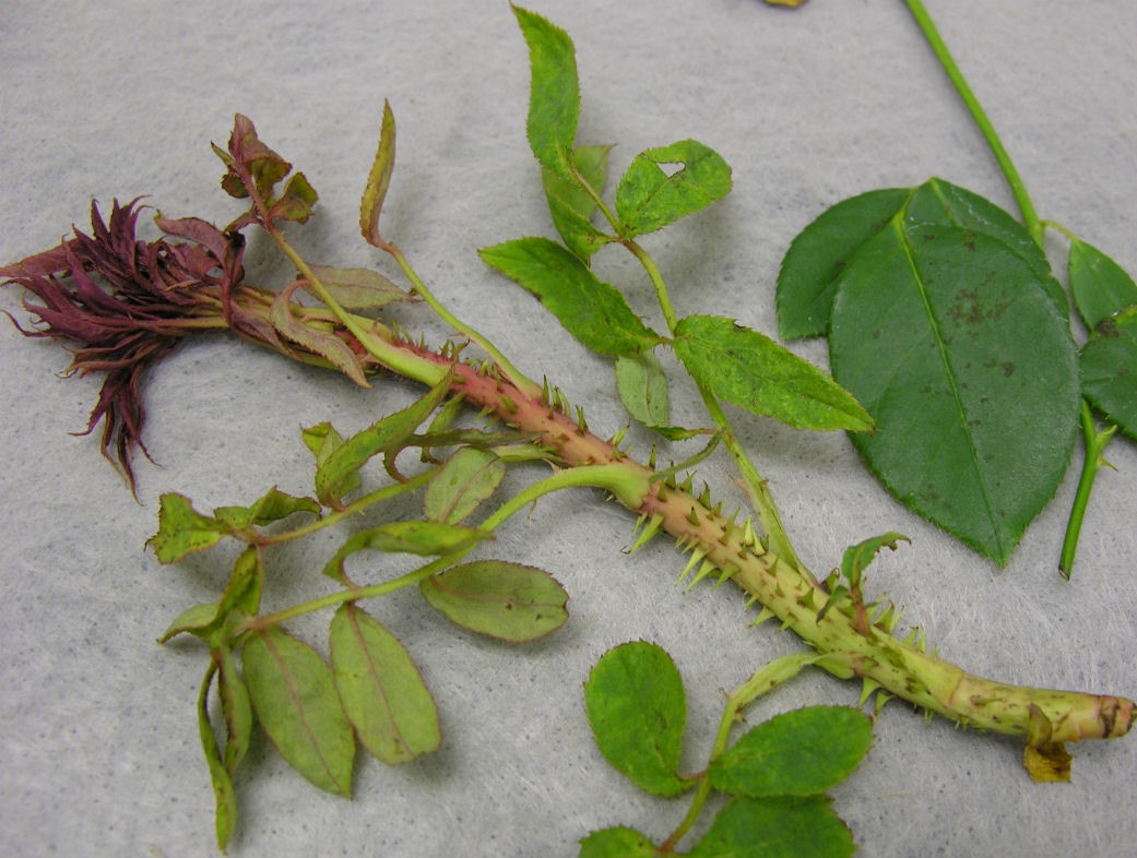 Fungus From Rose Thorns Information And Symptoms Of Rose Picker S Disease