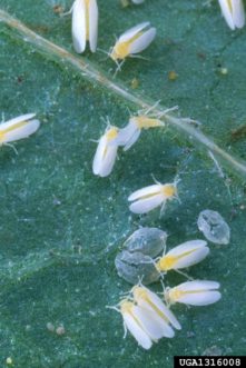 Silverleaf whiteflies (Bemisia argentifolii). Scott Bauer, USDA Agricultural Research Service, www.insectimages.org