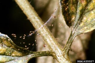 Spider mite (Tetranychus urticae) webbing and plant injury. Clemson University – USDA Cooperative Extension Slide Series