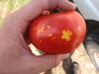 Stink bug damage. Zachary Boone Snipes, ©2015 Clemson Extension