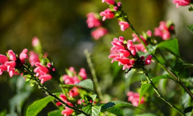 November Week 2 Garden Photos