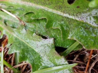 Common cats-ear (Hypochaeris radicata) leaves look similar to dandelions.
