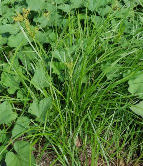 Yellow nutsedge (Cyperus esculentus) growing among sweet potato vines. Joey Williamson, ©2016 HGIC, Clemson Extension generated with low confidence