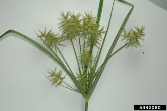 Yellow nutsedge. (Cyperus esculentus) has a greenish-yellow seedhead. Photo by Joseph LaForest, University of Georgia, Bugwood.org generated with low confidence