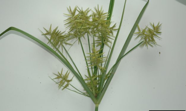 Nutsedge