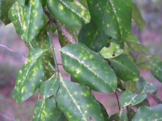 Yellow spots on the top surface of leaves are an early symptom of euonymus scale (Unaspis euonymi) infestation. Note scales along leaf veins. Karen Russ, ©2009 HGIC, Clemson Extension
