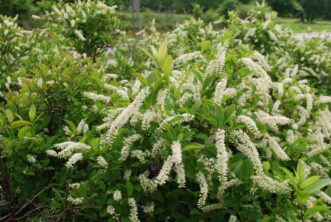 An inflorescence or cluster of flowers on Henry’s Garnet Virginia sweetspire (Itea virginica) contains several individual, five-petaled bisexual flowers that gradually open from the base to the tip.