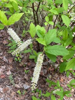 Virginia sweetspire (Itea virginica) produces two- to six-inch long fragrant bottlebrush-like flower clusters at the tips of its branches.