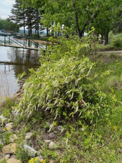 A wild Virginia sweetspire (Itea virginica) blooms at the lake’s edge.