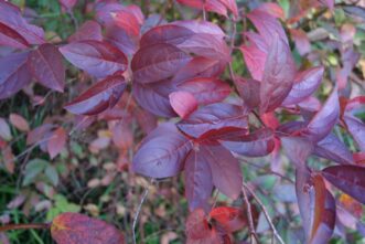 Close up of Henry’s Garnet Virginia sweetspire.