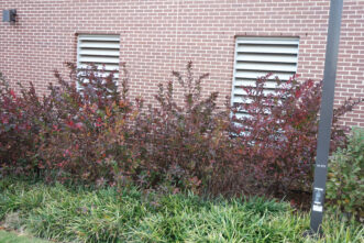 Henry’s Garnet Virginia sweetspire produces spectacular fall color, especially when planted en masse.
