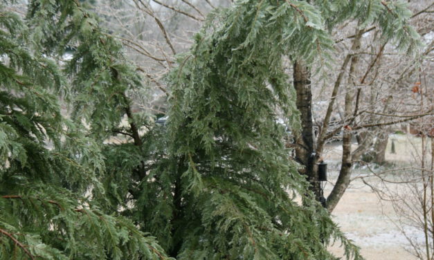 Protecting Evergreens from Ice and Snow Damage